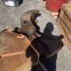 Genisis Metal 2 Shear And Thumb, Freight Shipping - Image 6